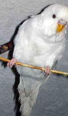 Kép