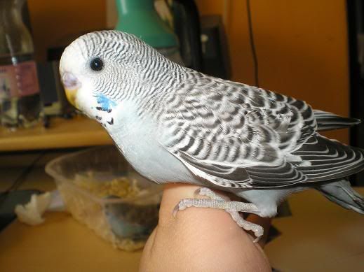 Kép