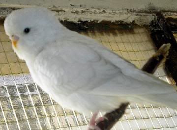 Kép