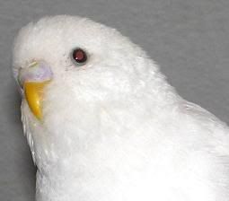 Kép