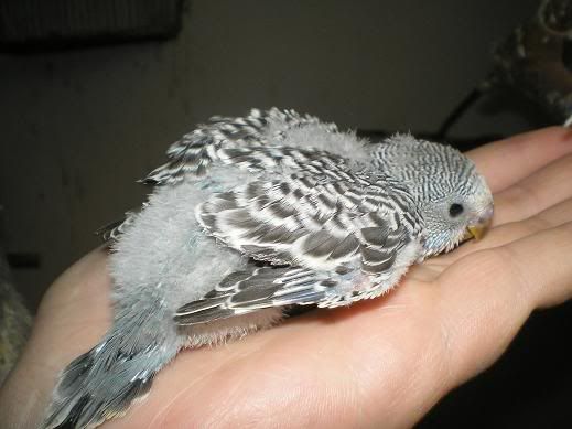 Kép