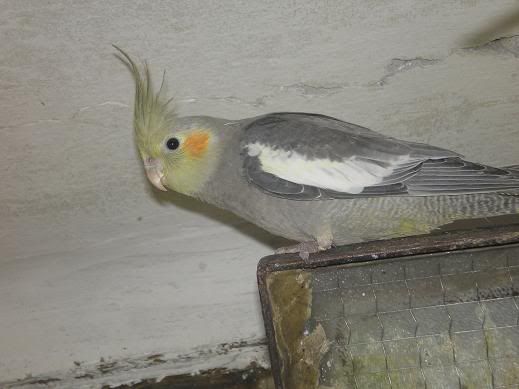 Kép