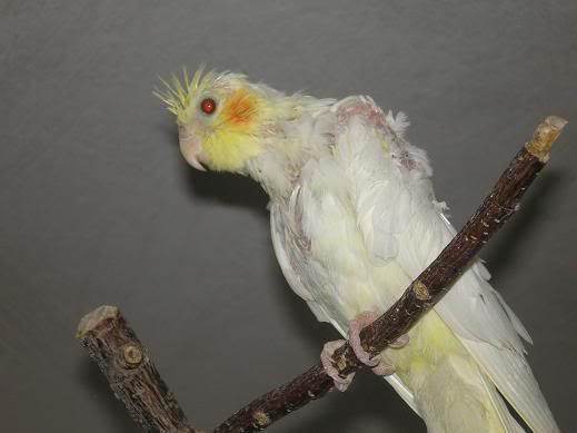 Kép
