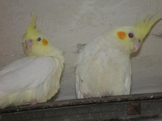 Kép