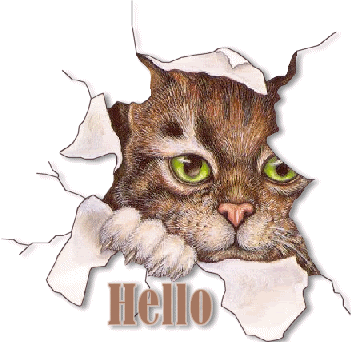 Hello.gif Hello Cat image by marsha_96