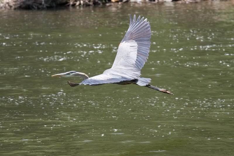 IMAGE: http://i86.photobucket.com/albums/k102/Boxmannn_2006/Blue%20Heron/5Bird.jpg