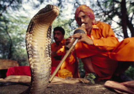 photo d un cobra