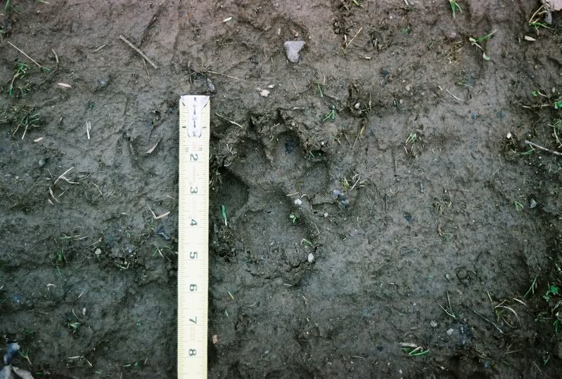 Track identification...what are they? - Homesteading Questions