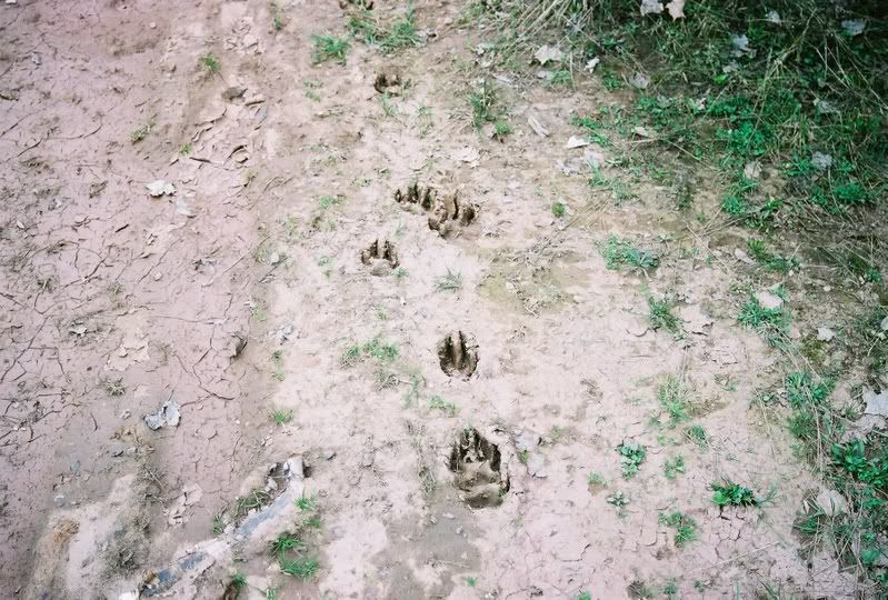 Track identification...what are they? - Homesteading Questions