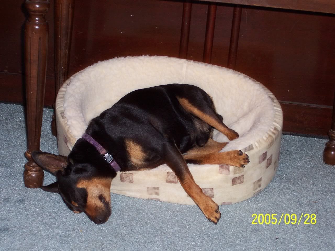 sound sleeper photo: ~Sound Sleeper~ 100_0127.jpg