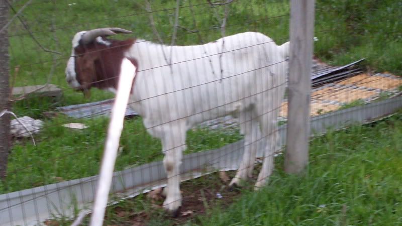 Picture of "Little Ricky" - Goats