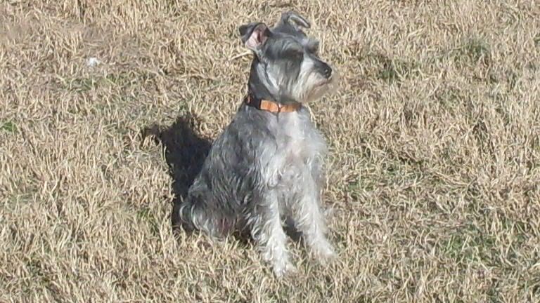 Miniature Schnauzer Tell me about them - Working and Companion Animals