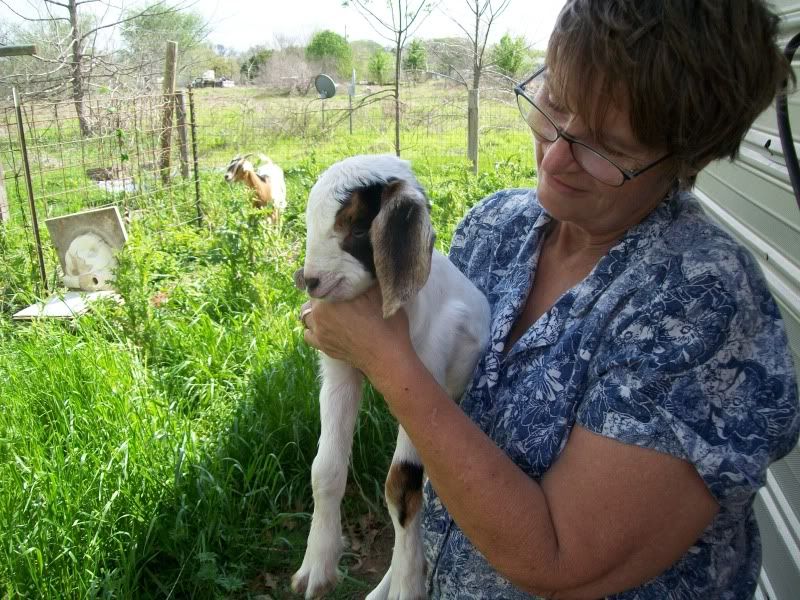Picture of "Little Ricky" - Goats