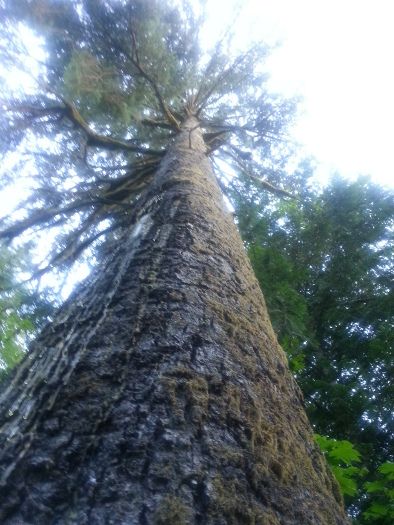 big tree in Squamish