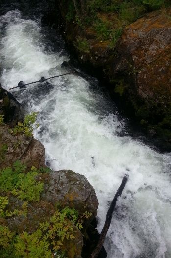 Ketchikan salmon ladder