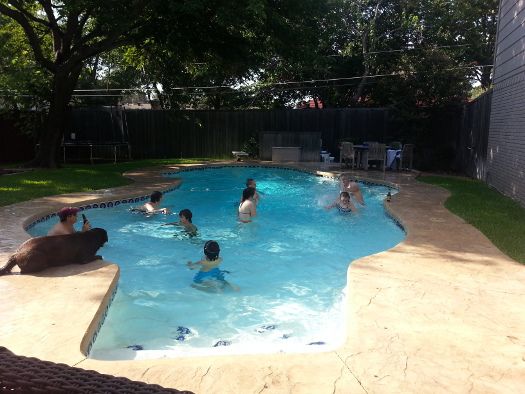 the family swimming
