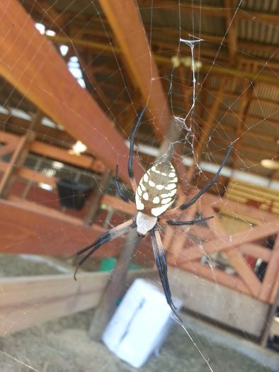 brown and yellow garden spider