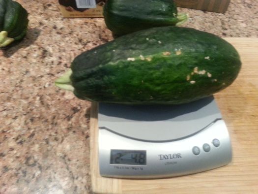 massive zucchini