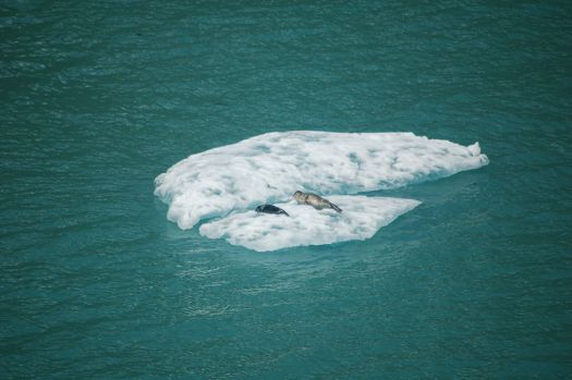 Tracy Arm iceberg mama seal with pup