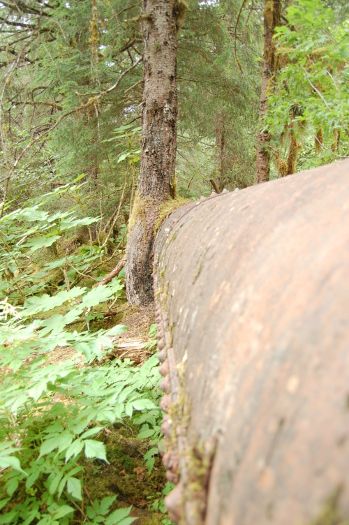 Tongass National Forest old pipeline
