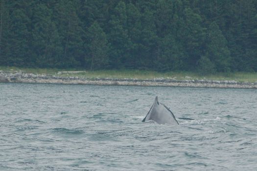 Juneau whale watching