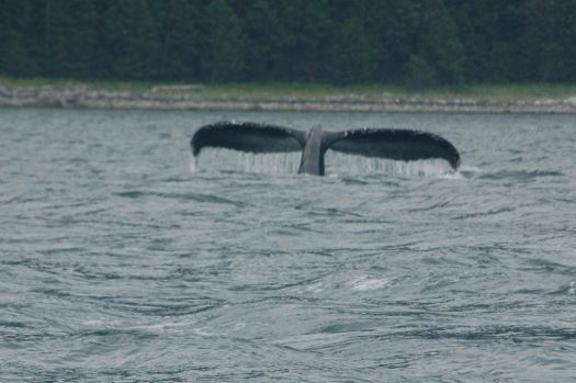 Juneau whale watching