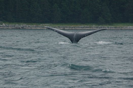 Juneau whale watching