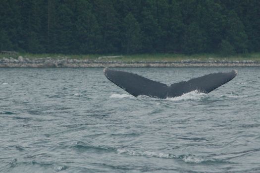 Juneau whale watching