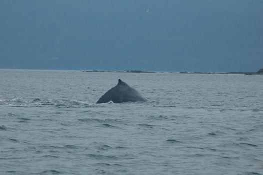 Juneau whale watching