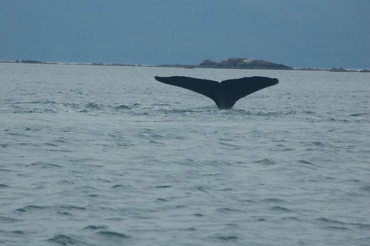 Juneau whale watching