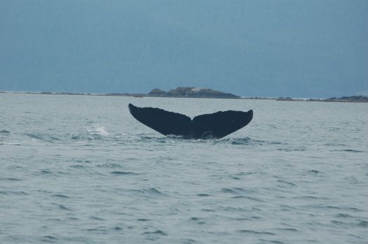 Juneau whale watching