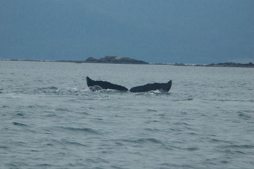 Juneau whale watching