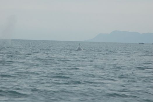 Juneau whale watching