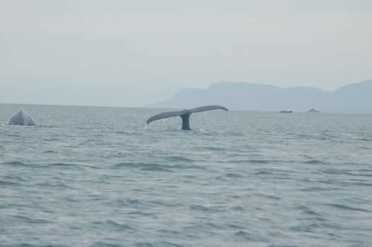 Juneau whale watching