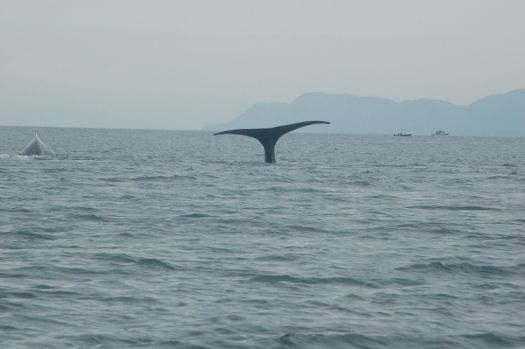 Juneau whale watching