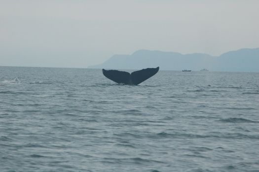 Juneau whale watching