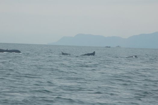 Juneau whale watching