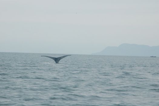 Juneau whale watching