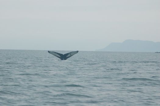 Juneau whale watching