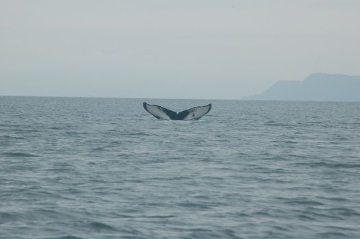 Juneau whale watching