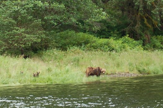 Ketchikan bear and cubs