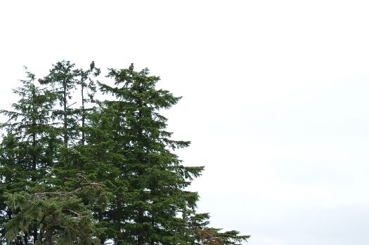 juvenile bald eagles