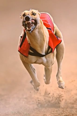 3995-2-Sprinting20greyhound.jpg