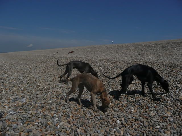 chesil016.jpg