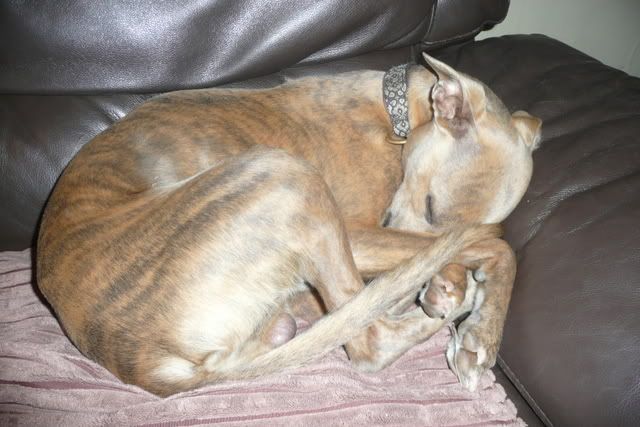 whippets019.jpg
