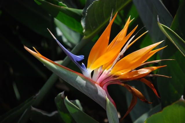 Bird of Paradise Pictures, Images and Photos