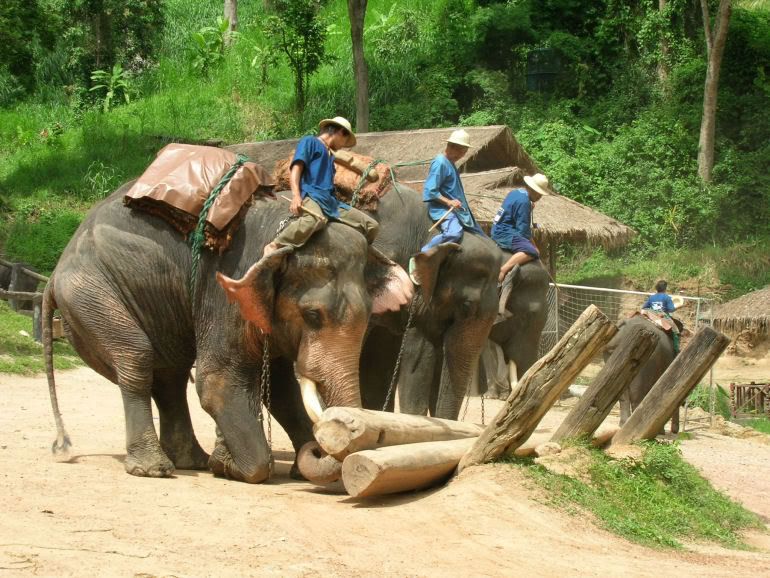Viaje a Thailandia - Tribus del Norte - II - El diario de Parrinano (19)