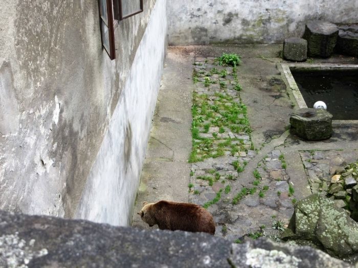 20160830201420The20Bear20in20the20Moat_zpsgprxupoi.jpg