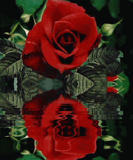 GIFS DE ROSAS....POR BRISA - BRISAS DE AMOR PARA TI - Gabito Grupos ...