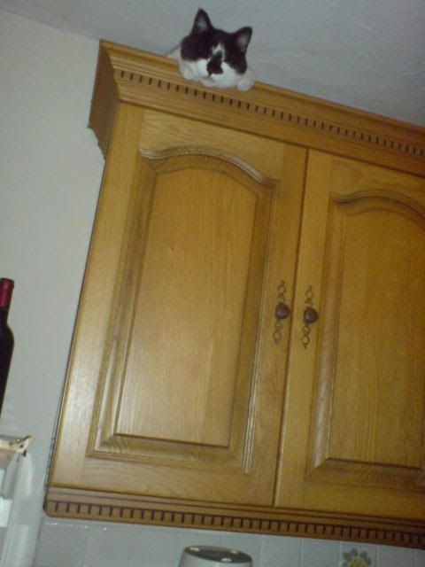 DSC00265.jpg